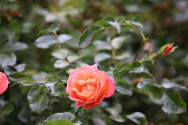 Fotoğraf Floribunda gül çiçeklerini gösteriyor. Görüntü tomurcukların, taç yapraklarının ve çiçeklerin canlı rengini vurgular..