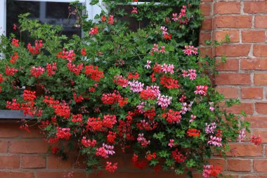 Fotoğrafta tuğla duvarda büyüyen bir tencerede asılı pelargonyum görülüyor. Resim çiçekleri, saksı şeklini ve duvar dokusunu vurguluyor..