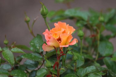 Fotoğrafta melez İngiliz gülleri büyük çift çiçekli. Görüntü canlı çiçekleri ve taç yapraklarını vurguluyor..