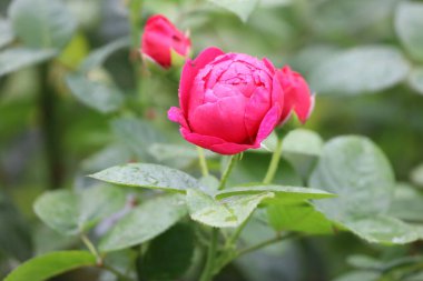 Fotoğrafta yağmur veya çiy damlalarıyla kaplı pembe bir gül görülüyor. Görüntü çiçeğin zarafetini ve tazeliğini vurgular..