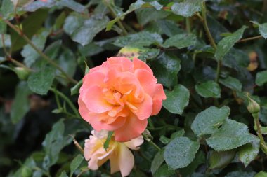 Fotoğrafta Sangerhauser Jubilumsrose yağmurdan sonra görülüyor. Yaprakların üzerindeki su damlacıkları tazeliği, şekli ve narin renkleri vurgular.