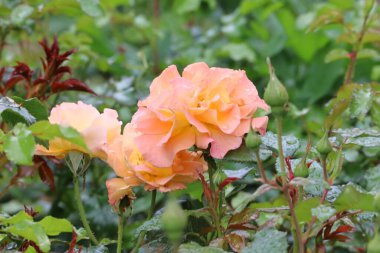 Fotoğrafta bir Buff Beauty misk kokulu ve yoğun şeftali kremalı gül görülüyor. Görüntü çiçeğin taç yaprak şeklini ve zarafetini vurgular..