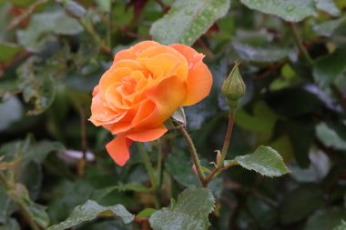Fotoğrafta bir Buff Beauty misk kokulu ve yoğun şeftali kremalı gül görülüyor. Görüntü çiçeğin taç yaprak şeklini ve zarafetini vurgular..