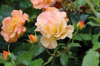 Fotoğrafta bir Buff Beauty misk kokulu ve yoğun şeftali kremalı gül görülüyor. Görüntü çiçeğin taç yaprak şeklini ve zarafetini vurgular..