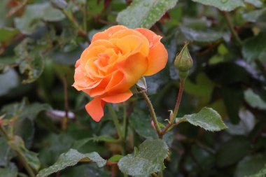 Fotoğrafta bir Buff Beauty misk kokulu ve yoğun şeftali kremalı gül görülüyor. Görüntü çiçeğin taç yaprak şeklini ve zarafetini vurgular..