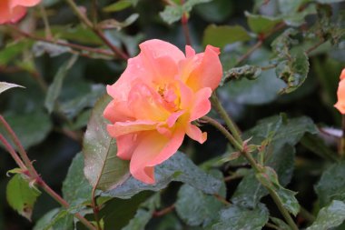 Fotoğrafta bir Buff Beauty misk kokulu ve yoğun şeftali kremalı gül görülüyor. Görüntü çiçeğin taç yaprak şeklini ve zarafetini vurgular..