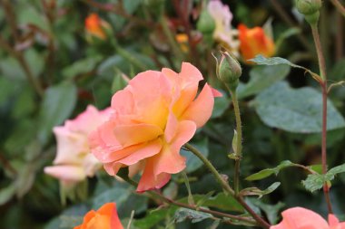 Fotoğrafta bir Buff Beauty misk kokulu ve yoğun şeftali kremalı gül görülüyor. Görüntü çiçeğin taç yaprak şeklini ve zarafetini vurgular..