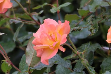 Fotoğrafta bir Buff Beauty misk kokulu ve yoğun şeftali kremalı gül görülüyor. Görüntü çiçeğin taç yaprak şeklini ve zarafetini vurgular..