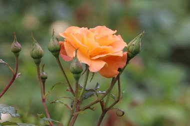 Fotoğrafta bir Buff Beauty misk kokulu ve yoğun şeftali kremalı gül görülüyor. Görüntü çiçeğin taç yaprak şeklini ve zarafetini vurgular..