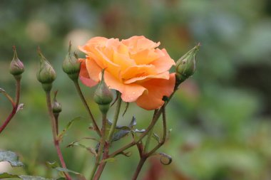 Fotoğrafta bir Buff Beauty misk kokulu ve yoğun şeftali kremalı gül görülüyor. Görüntü çiçeğin taç yaprak şeklini ve zarafetini vurgular..