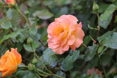 Fotoğraf yağmurdan sonra Florebunda gülünü gösteriyor. Yaprakların üzerindeki su damlaları çiçeğin tazeliğini, zarafetini ve şeklini vurgular..