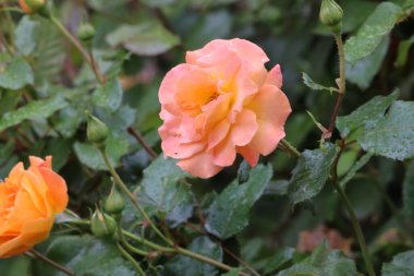 Fotoğraf yağmurdan sonra Florebunda gülünü gösteriyor. Yaprakların üzerindeki su damlaları çiçeğin tazeliğini, zarafetini ve şeklini vurgular..