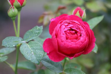 Fotoğrafta yağmur veya çiy damlalarıyla kaplı pembe bir gül görülüyor. Görüntü çiçeğin zarafetini ve tazeliğini vurgular..