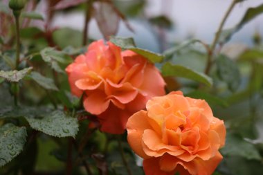 Fotoğrafta bir Buff Beauty misk kokulu ve yoğun şeftali kremalı gül görülüyor. Görüntü çiçeğin taç yaprak şeklini ve zarafetini vurgular..