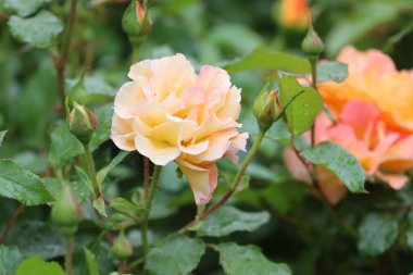 Fotoğraf yağmurdan sonra Florebunda gülünü gösteriyor. Yaprakların üzerindeki su damlaları çiçeğin tazeliğini, zarafetini ve şeklini vurgular..
