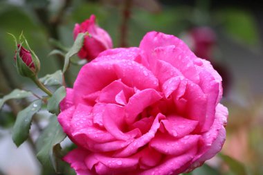 Fotoğraf yağmurdan sonra su damlacıkları olan parlak pembe bir gül gösteriyor. Yapraklar iyi tanımlanmış ve taze, yeşil yapraklarla kaplanmış..