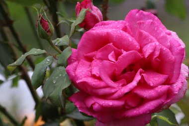 Fotoğraf yağmurdan sonra su damlacıkları olan parlak pembe bir gül gösteriyor. Yapraklar iyi tanımlanmış ve taze, yeşil yapraklarla kaplanmış..