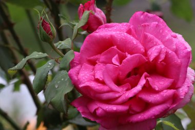 Fotoğraf yağmurdan sonra su damlacıkları olan parlak pembe bir gül gösteriyor. Yapraklar iyi tanımlanmış ve taze, yeşil yapraklarla kaplanmış..