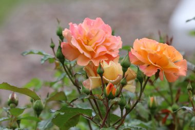 Fotoğrafta bir Buff Beauty misk kokulu ve yoğun şeftali kremalı gül görülüyor. Görüntü çiçeğin taç yaprak şeklini ve zarafetini vurgular..