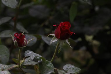 İki kırmızı gülün yakın çekimi, biri tamamen çiçek açmış ve diğeri tomurcuklanmış, taze su damlacıkları yaprakların ve yaprakların üzerinde, güzelliği, aşkı ve tazeliği simgeliyor..