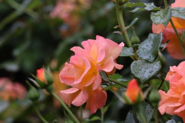 Zarif taç yapraklarında taze su damlacıkları olan bir Floribunda gülünün yakın çekimi zarafeti, romantizmi, tazeliği ve ayrıntılarıyla doğal güzelliği sembolize eder..