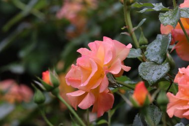 Zarif taç yapraklarında taze su damlacıkları olan bir Floribunda gülünün yakın çekimi zarafeti, romantizmi, tazeliği ve ayrıntılarıyla doğal güzelliği sembolize eder..