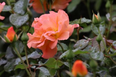 Zarif taç yapraklarında taze su damlacıkları olan bir Floribunda gülünün yakın çekimi zarafeti, romantizmi, tazeliği ve ayrıntılarıyla doğal güzelliği sembolize eder..