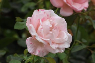 Fotoğraf küçük kırmızı aksanlı katmanlı kırmızı bir gül gösteriyor. Yapraklar yoğun bir şekilde sıralanmış, yeşil bir arka planda çiçeğe vurgu yapan katmanlı bir etki yaratıyor..