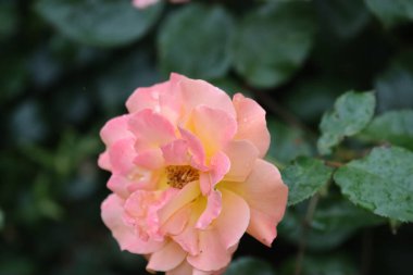 Meşhur Gloria Dei 'nin (Barış Gülü, Bayan Meilland) pembe kenarlı sarı taç yaprakları, aşkın, barışın ve güzelliğin sembolü..