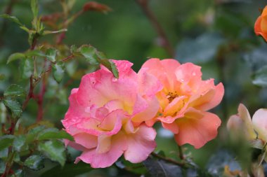 Meşhur Gloria Dei 'nin (Barış Gülü, Bayan Meilland) pembe kenarlı sarı taç yaprakları, aşkın, barışın ve güzelliğin sembolü..