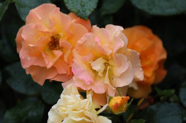 Zarif taç yapraklarında taze su damlacıkları olan bir Floribunda gülünün yakın çekimi zarafeti, romantizmi, tazeliği ve ayrıntılarıyla doğal güzelliği sembolize eder..