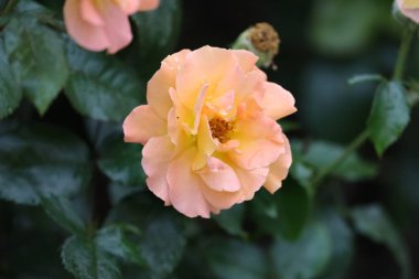 Meşhur Gloria Dei 'nin (Barış Gülü, Bayan Meilland) pembe kenarlı sarı taç yaprakları, aşkın, barışın ve güzelliğin sembolü..