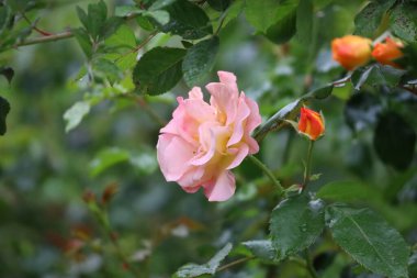 Meşhur Gloria Dei 'nin (Barış Gülü, Bayan Meilland) pembe kenarlı sarı taç yaprakları, aşkın, barışın ve güzelliğin sembolü..