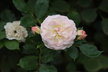 Görüntü soluk pembe bir gül gösteriyor, muhtemelen Bakire Allık veya Cennet Gülü, yakınlarda birkaç tomurcuk var, bu da çiçeğin çiçek açma sürecinde olduğunu gösteriyor..