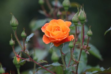 Zarif taç yapraklarında taze su damlacıkları olan bir Floribunda gülünün yakın çekimi zarafeti, romantizmi, tazeliği ve ayrıntılarıyla doğal güzelliği sembolize eder..