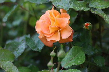 Zarif taç yapraklarında taze su damlacıkları olan bir Floribunda gülünün yakın çekimi zarafeti, romantizmi, tazeliği ve ayrıntılarıyla doğal güzelliği sembolize eder..