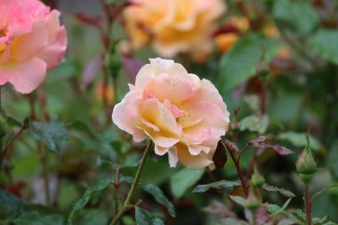 Meşhur Gloria Dei 'nin (Barış Gülü, Bayan Meilland) pembe kenarlı sarı taç yaprakları, aşkın, barışın ve güzelliğin sembolü..