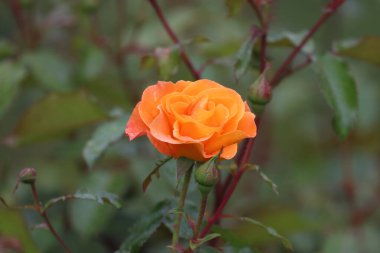 Zarif taç yapraklarında taze su damlacıkları olan bir Floribunda gülünün yakın çekimi zarafeti, romantizmi, tazeliği ve ayrıntılarıyla doğal güzelliği sembolize eder..