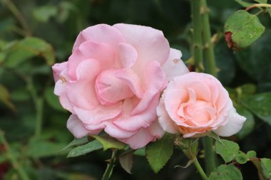 Yağmurdan sonra tatlı su damlacıklarıyla kaplı bir Bonica 82 gül çiçeğinin yakın çekimi. Pembe yapraklar, doğal güzellik, tazelik ve romantik çiçek ayrıntıları..