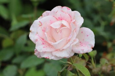 Fotoğrafta Japon kamelya çiçeğinin yakın çekimi var. Yapraklarının yumuşaklığını ve doğal güzelliğini vurguluyor..