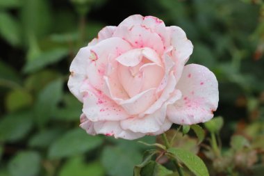 Fotoğrafta Japon kamelya çiçeğinin yakın çekimi var. Yapraklarının yumuşaklığını ve doğal güzelliğini vurguluyor..