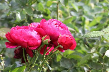 Fotoğrafta yağmur veya çiy damlalarıyla kaplı pembe bir gül görülüyor. Görüntü çiçeğin zarafetini ve tazeliğini vurgular..