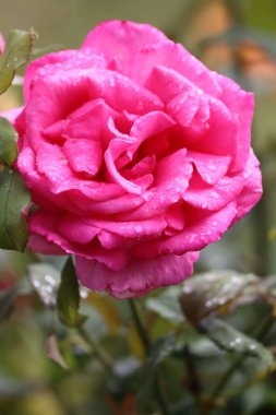 Görüntü, yağmurdan sonra damlayan Japon kamelya çiçeğini gösteriyor. Narin pembe yapraklar taze ve doğal görünüyor. Çiçeklerin güzelliğini ve zarafetini vurguluyor.