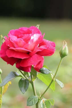 Görüntü, taç yapraklarında çiy damlaları ve yakınlarda açılmamış tomurcukları olan narin pembe bir gülü gösteriyor. Yeni ve doğal bir güzellik ve zarafet atmosferi yaratıyor..