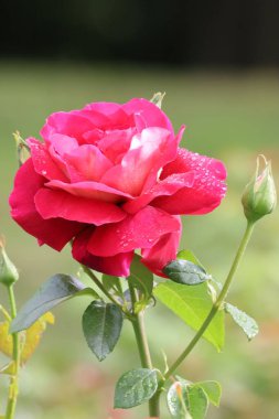 Görüntü, taç yapraklarında çiy damlaları ve yakınlarda açılmamış tomurcukları olan narin pembe bir gülü gösteriyor. Yeni ve doğal bir güzellik ve zarafet atmosferi yaratıyor..