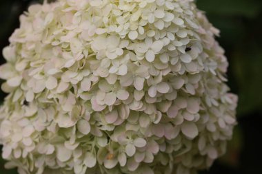 Görüntü, Hydrangea aspera Grandiflora inflora 'nın su damlalarıyla yakın çekimini gösteriyor. Narin yapraklar yağmur damlalarıyla kaplıdır. Tazeliklerini ve doğal güzelliklerini vurgularlar..
