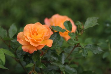 Görüntü Lois de İnce Gül çiçeklerinin yakın çekimini gösteriyor. Yağmurdan sonra su damlacıkları olan pembe yapraklar, yeşil arkaplan.