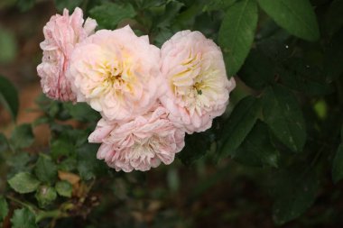 Görüntü Sangerhauser Jubilaumsrose gülünü gösteriyor. Yağmurdan sonra su damlacıkları olan pembe yapraklar, yeşil arkaplan.