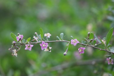 Olgun kırmızı meyveler ve yeşil yapraklarla Goji üzümlerine (Lycium barbarum) yakın plan. Doğal ışık, bu sağlıklı böğürtlenlerin dokularını ve canlı renklerini vurgular..