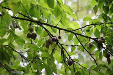 Olgunlaşmamış ve olgunlaşmamış meyvelerle dolu vahşi bir erik dalına yakın çekim. Yeşil yapraklar ve renkli erikler görülebilir, vahşi bir çevredeki doğal büyümeyi gösteriyor..